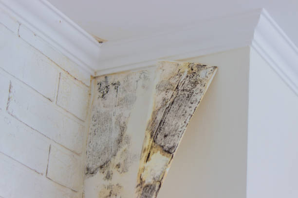 Why You Should Choose Our Mold Remediation Services in Iona, FL